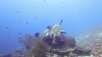 Swimming Green Sea Turtle MVI 2915