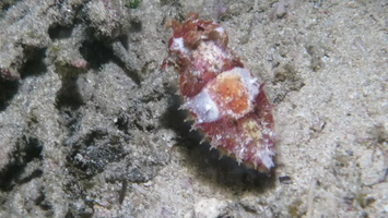 Dwarf Cuttlefish MVI 3134