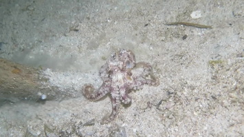 Octopus  MVI 3150