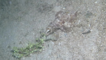 Octopus  MVI 3155