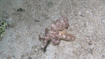 Octopus  MVI 3157