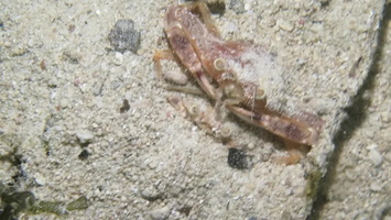 Crab  burying itse f in the sand MVI 3166
