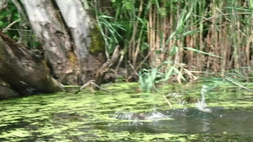 Fightinng Smapping Tiurtles P7114119