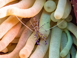Spotted Cleamer Shrimp on Giant Anemone-2