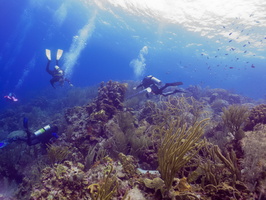Divers on REef-2