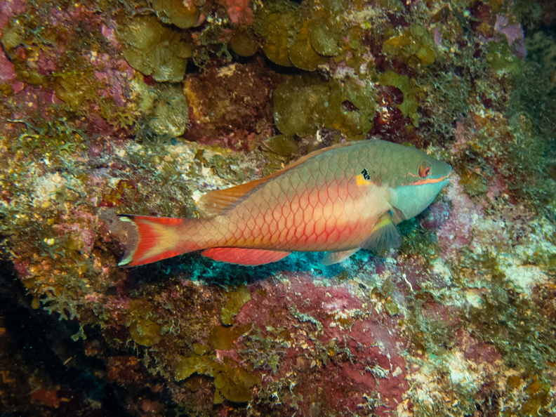 Redband Parrotfish.jpg