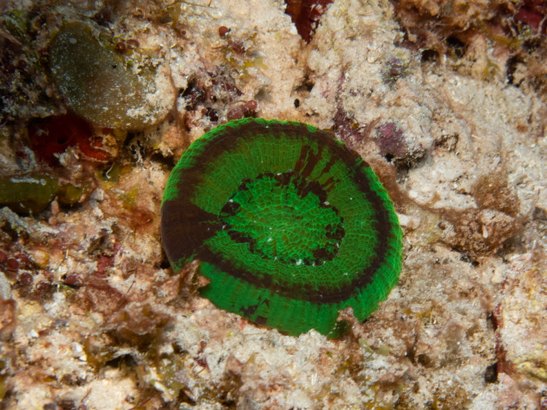 Solitary Disk Coral.jpg
