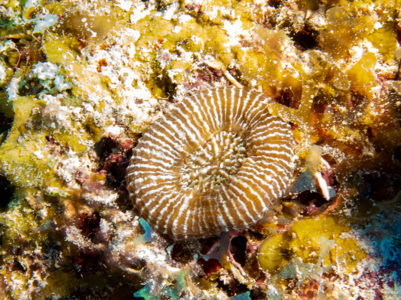 Solitary Disk Coral-4.jpg