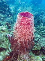 50 Barrel Sponge IMG 3673