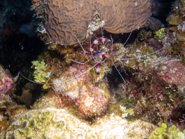77 Banded Coral Shrimp IMG 3721