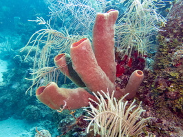 9 Pink Tube Sponge IMG 3472