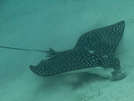 24 Spotted Eagle Ray IMG 3501