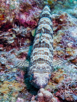 28 Sand Diver IMG 3512