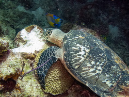 32 Hawksbill Sea Turtle  and Queen Angelfish IMG 3519