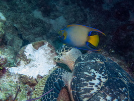 34 Queen Angelfish and Hawksbill Sea Turtle IMG 3522