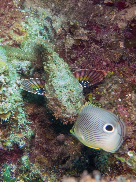 39 Four-Eye Butterflyfish and Scoprionfish 1IMG_3532.jpg