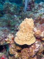 59 Mustard Hill Coral IMG 3565