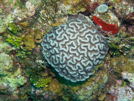 60 Ridged Cactus Coral IMG 3569