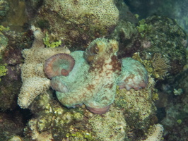 75 Caribbean Reff Octopus IMG 3597