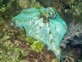 78 Caribbean Reff Octopus IMG 3604