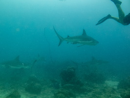 6 Caribbean Reef Shark IMG 4042