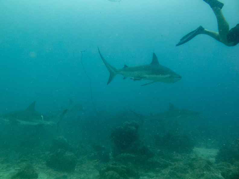 6 Caribbean Reef Shark IMG_4042.jpg
