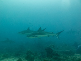 10 Caribbean Reef Sharks IMG 4047