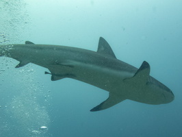11 Caribbean Reef Shark IMG 4048
