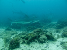 15 Caribbean Reef Sharks IMG 4053