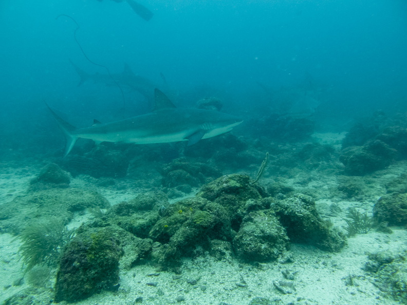 15 Caribbean Reef Sharks IMG_4053.jpg