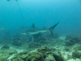 16 Caribbean Reef Sharks IMG 4055