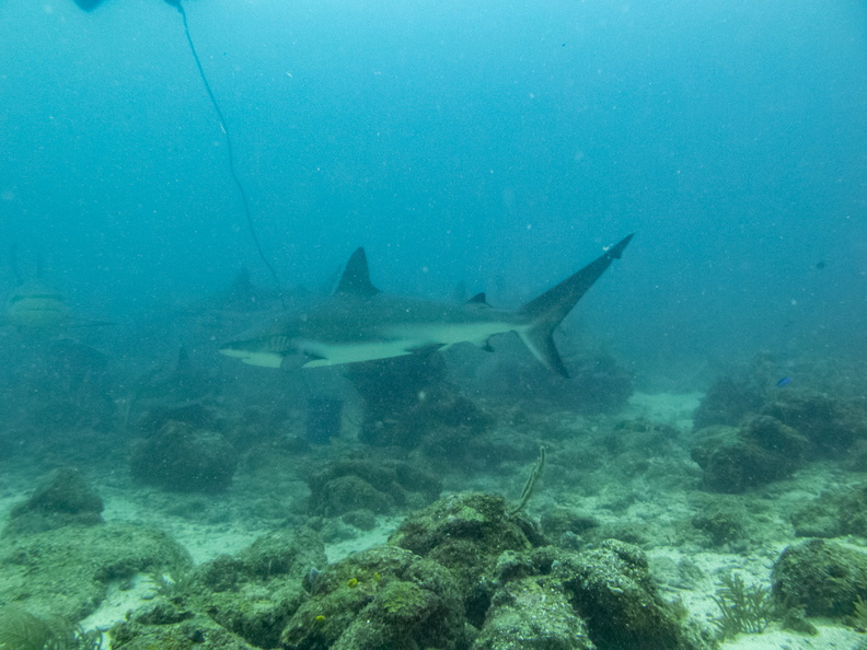 16 Caribbean Reef Sharks IMG_4055.jpg