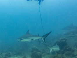 17 Caribbean Reef Sharks IMG 4056