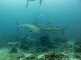 18 Caribbean Reef Sharks IMG 4057