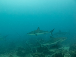 20 Caribbean Reef Sharks IMG 4061