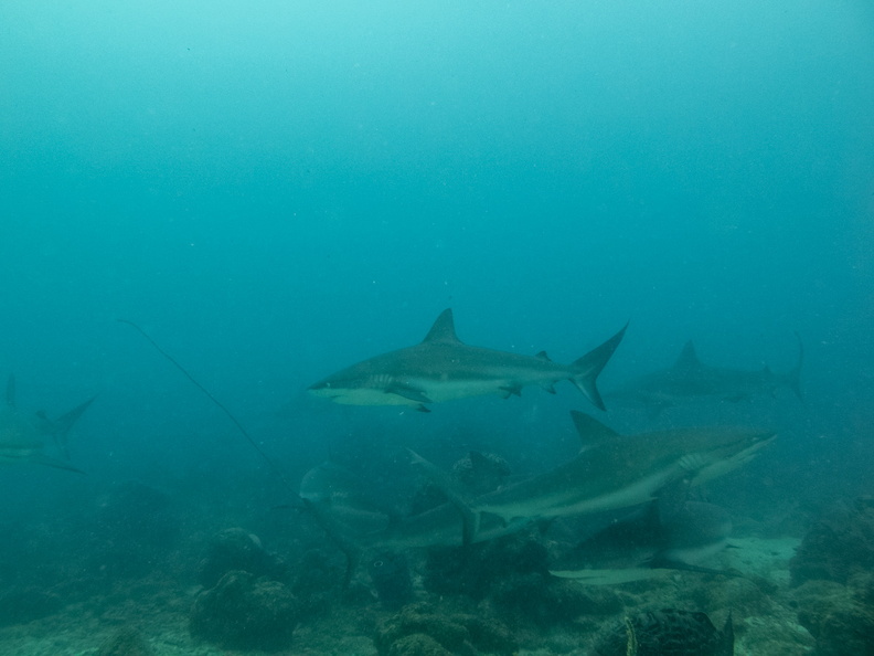 20 Caribbean Reef Sharks IMG_4061.jpg
