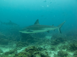 21 Caribbean Reef Sharks IMG 4063