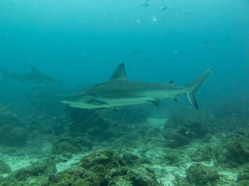 21 Caribbean Reef Sharks IMG_4063.jpg