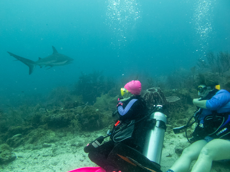 22 Divers and Caribbean Reef Shark IMG_4065.jpg