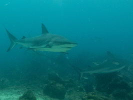 24 Caribbean Reef Sharks IMG 4068