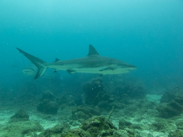 25 Caribbean Reef Sharks IMG 4069
