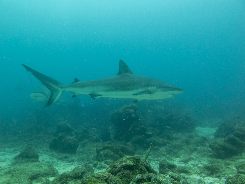 25 Caribbean Reef Sharks IMG_4069.jpg