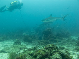 27 Caribbean Reef Sharks IMG 4071