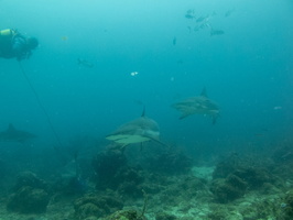 28 Caribbean Reef Sharks IMG 4072