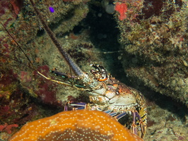 44 Spiny Lobster IMG 4107