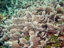46 Thin Leaf  Lettuce Coral IMG 4111