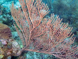 58 Gorgoniah Coral IMG 4149