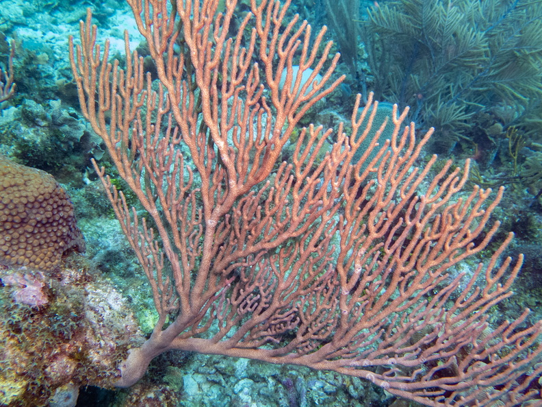 58 Gorgoniah Coral IMG_4149.jpg