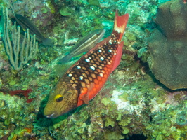 76 Stoplight Parrotfish IMG 4190