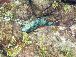 92 Sleeping Parrotfish IMG 4221